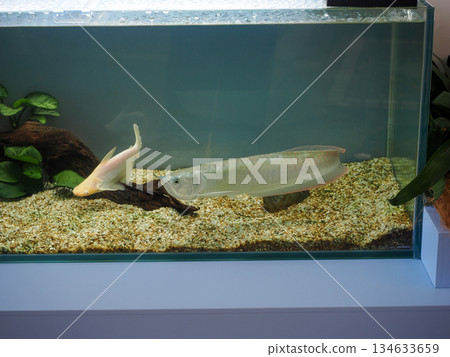 A scene with silver arowana A scene with silver arowana 134633659