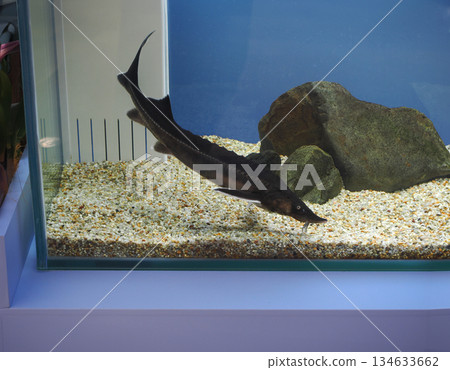 Sturgeon landscape 134633662