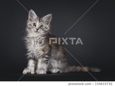 Polydactyl cat kitten on black background Polydactyl cat kitten on black background 134633730