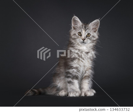Polydactyl cat kitten on black background Polydactyl cat kitten on black background 134633732