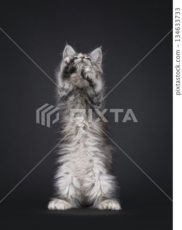 Polydactyl cat kitten on black background 134633733
