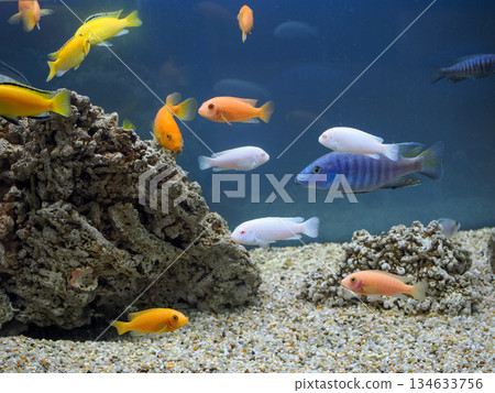 Landscape with goldfish 134633756