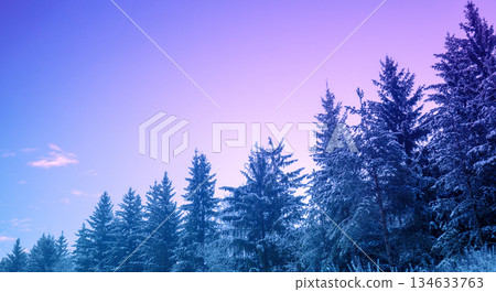 Snow-covered spruce trees on the mountainside during sunrise in winter. Horizontal banner Snow-covered spruce trees on the mountainside during sunrise in winter. Horizontal banner 134633763