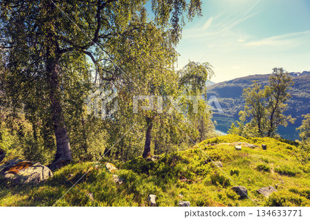 Mountain landscape in summer. Grassy mountain slope with birch trees. Beautiful nature of Norway 134633771