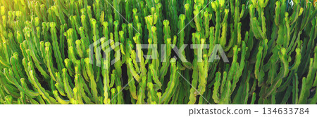 Cactus texture. Nature background. Horizontal banner 134633784