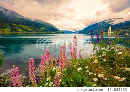 View of the fjord on a cloudy day. Rocky shore with wildflowers in the foreground. Innvikfjorden. Vew from Kraka Parking. Beautiful nature of Norway 134633803