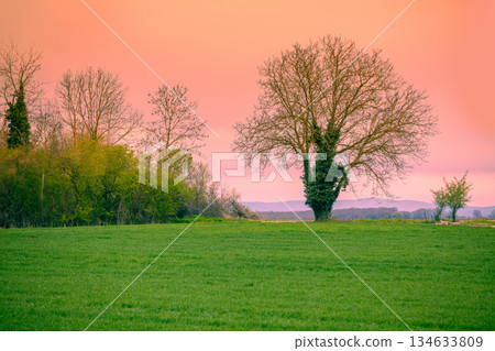 Morning in the village. Field with young green grass and trees without leaves in early spring Morning in the village. Field with young green grass and trees without leaves in early spring 134633809