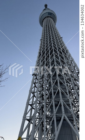 Sky tree looking up from below 134634002