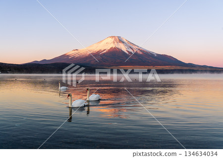 冬季,紅富士山和天鵝倒映在山中湖上。 冬季,紅富士山和天鵝倒映在山中湖上。 134634034