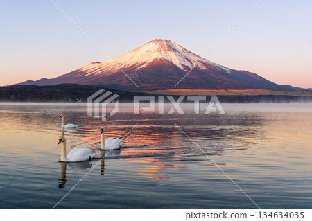 冬季,紅富士山和天鵝倒映在山中湖上。 冬季,紅富士山和天鵝倒映在山中湖上。 134634035