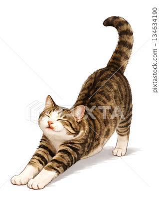 貓生長 134634190
