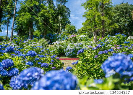 Hydrangeas in full bloom - rainy season scenery 134634537