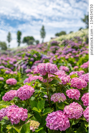 Hydrangeas in full bloom - rainy season scenery 134634550