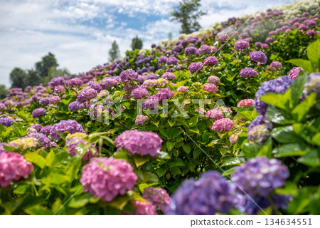 盛開的繡球花－雨季風景 134634551