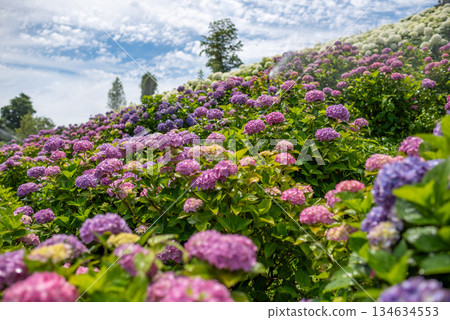 Hydrangeas in full bloom - rainy season scenery 134634553