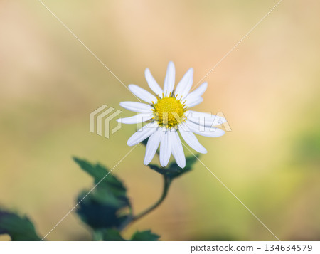 簡單的野菊花_Saningiku 134634579