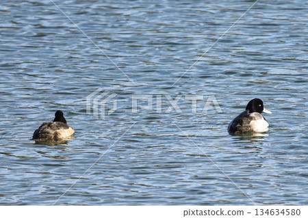 宮城縣名取市水邊鈴鹿鴨 134634580