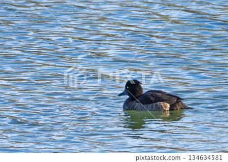 宮城縣名取市水邊鈴鹿鴨 134634581