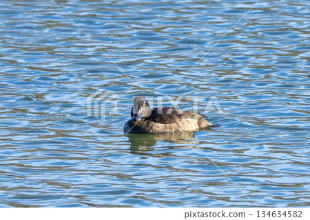 宮城縣名取市水邊鈴鹿鴨 134634582