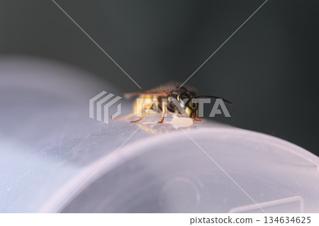 Wasp eating honey, extreme close-up shot. Eyes texture. Macro view 134634625