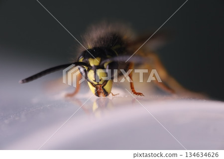 Wasp eating honey, extreme close-up shot. Eyes texture. Macro view 134634626