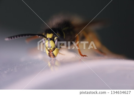 Wasp eating honey, extreme close-up shot. Eyes texture. Macro view 134634627