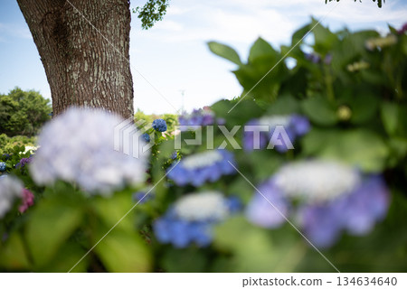 Hydrangeas in full bloom - rainy season scenery 134634640