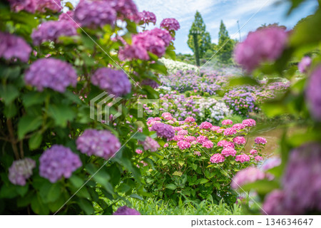 Hydrangeas in full bloom - rainy season scenery 134634647