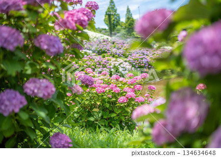 Hydrangeas in full bloom - rainy season scenery 134634648