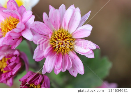 Small pink chrysanthemum flowers blooming in an autumn garden 134634681