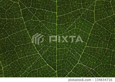 Green fresh leaf texture, extreme close up, flat material, nettle leaf, two sided flat background Green fresh leaf texture, extreme close up, flat material, nettle leaf, two sided flat background 134634716