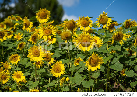 Blue skies and sunflower fields stretching out as far as the eye can see, Biei, Hokkaido 134634727