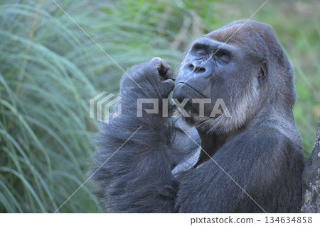 Gorilla says he prefers Beethoven to Mozart 134634858