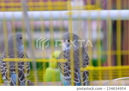 Budgerigars in a Cage Budgerigars in a Cage 134634954