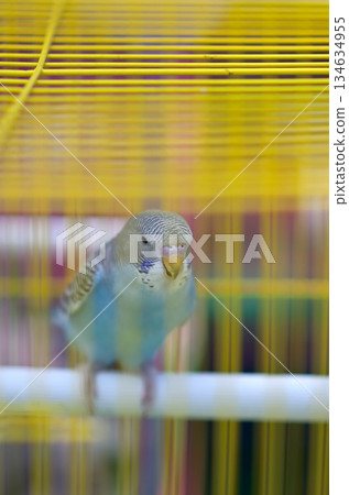Blue Budgie in a Yellow Birdcage 134634955