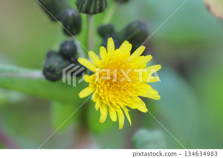 Yellow sowgrass flowers blooming in an autumn field 134634983