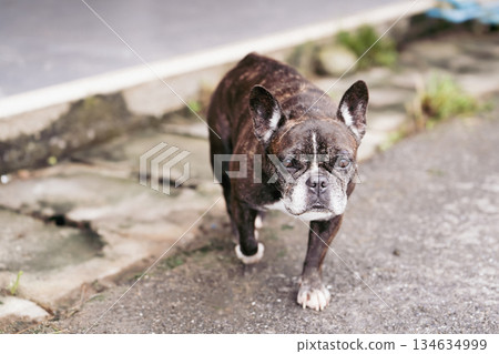 A funny little French dog walks along the sidewalk in Thailand. She moves slowly, looking around, the setting reflects everyday life in a peaceful area of Thailand. High quality photo A funny little French dog walks along the sidewalk in Thailand. She moves slowly, looking around, the setting reflects everyday life in a peaceful area of Thailand. High quality photo 134634999