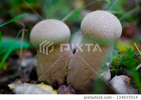 Close-up of two wild forest mushrooms growing among grass and fallen leaves. Puffball mushroom. Macro photography of a mushroom. 134635014