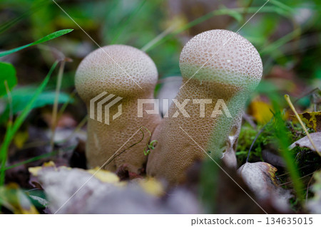 Close-up of two wild forest mushrooms growing among grass and fallen leaves. Puffball mushroom. Macro photography of a mushroom. 134635015