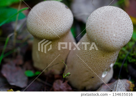 Close-up of two wild forest mushrooms growing among grass and fallen leaves. Puffball mushroom. Macro photography of a mushroom. 134635016