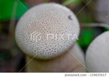 Close-up of two wild forest mushrooms growing among grass and fallen leaves. Puffball mushroom. Macro photography of a mushroom. 134635017