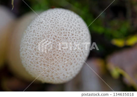 Close-up of two wild forest mushrooms growing among grass and fallen leaves. Puffball mushroom. Macro photography of a mushroom. 134635018