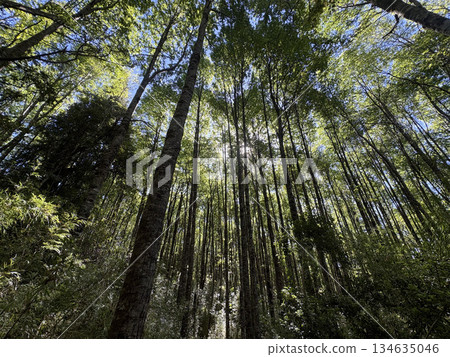 Chile: A pristine forest bathed in sunlight. Chile: A pristine forest bathed in sunlight. 134635046