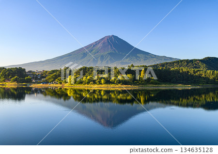 Inverted Fuji reflected in Lake Kawaguchi in summer, Yamanashi Prefecture 134635128