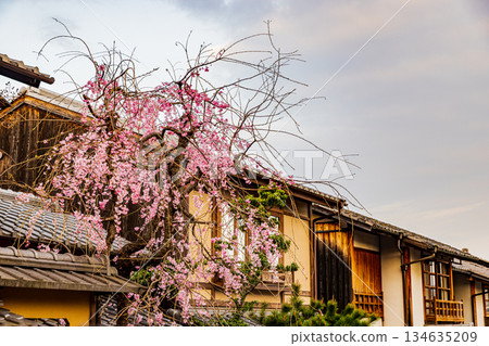 京都:五層寶塔與櫻花交相輝映的景色 京都:五層寶塔與櫻花交相輝映的景色 134635209