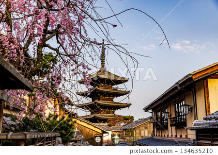 Kyoto: Scenery with a five-story pagoda and cherry blossoms Kyoto: Scenery with a five-story pagoda and cherry blossoms 134635210