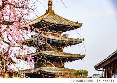 京都：五層寶塔與櫻花交相輝映的景色 134635215
