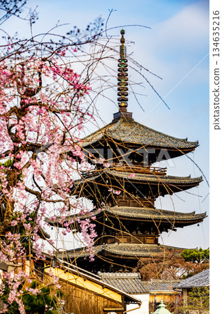 Kyoto: Scenery with a five-story pagoda and cherry blossoms 134635216
