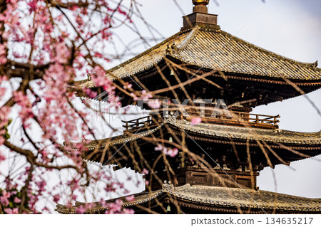 Kyoto: Scenery with a five-story pagoda and cherry blossoms 134635217