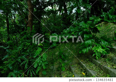 綠色環繞的道路 134635481